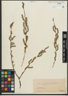 Foto von Salix purpurea L.